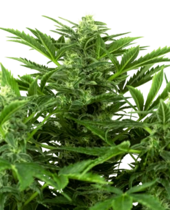 Mandarin Punch Auto - Feminised - Sensi Seeds