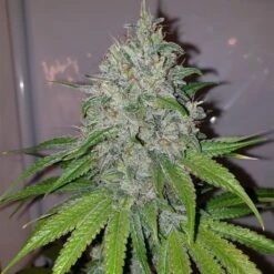 Mango Lassi - 6-pack - Feminised - Karma Genetics -Uitgelichte Plantenzaadwinkel mang lassi female cannabis seeds