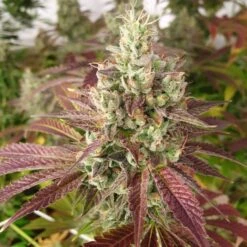 Mango Lassi - 6-pack - Feminised - Karma Genetics -Uitgelichte Plantenzaadwinkel mang lassi feminized cannabis seed