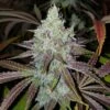 Mango Lassi - 6-pack - Feminised - Karma Genetics 1 Mango Lassi - 6-pack - Feminised - Karma Genetics -Uitgelichte Plantenzaadwinkel mang lassi feminized cannabis seeds