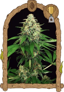 Mango Cream - 5PACK - Feminised - Exotic Seed