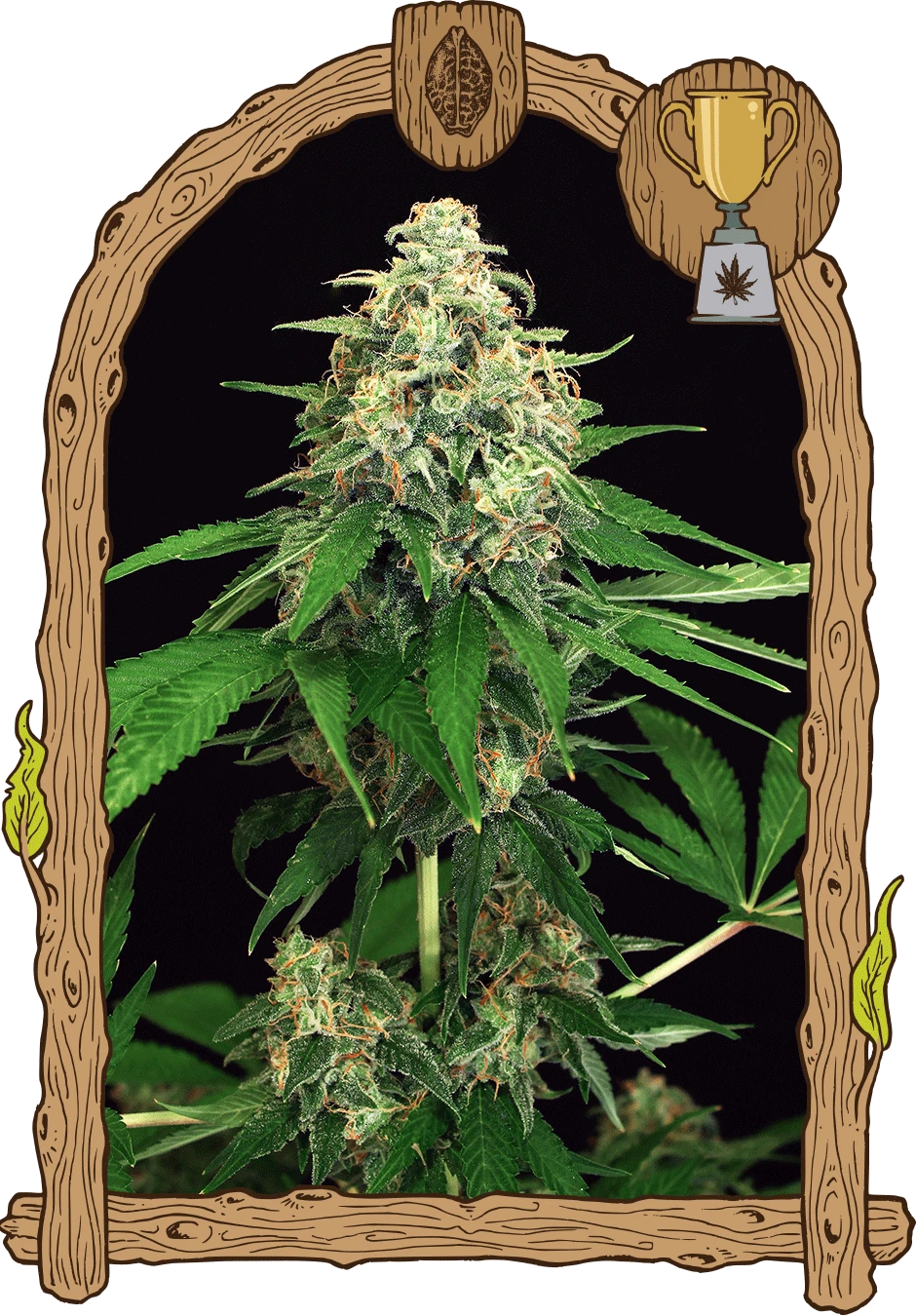 Mango Cream - 5PACK - Feminised - Exotic Seed 3 Mango Cream - 5PACK - Feminised - Exotic Seed