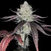 Marshmallow OG - Feminised - Compound Genetics 2 Marshmallow OG - Feminised - Compound Genetics -Uitgelichte Plantenzaadwinkel marshmallow og 01 1
