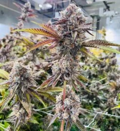 Marshmallow OG - Feminised - Compound Genetics -Uitgelichte Plantenzaadwinkel marshmallow og 2 1