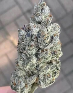 Marshmallow OG - Feminised - Compound Genetics -Uitgelichte Plantenzaadwinkel marshmallow og 4 1