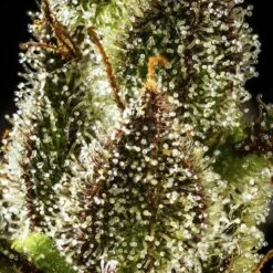 Juicy Pussy Auto - 5-pack - Feminised - Hypno Seeds -Uitgelichte Plantenzaadwinkel mask group min.png