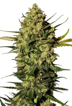 Master Kush Automatic - Feminised - White Label
