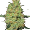 Master Kush - 10PACK - Regular - White Label 1 Master Kush - 10PACK - Regular - White Label -Uitgelichte Plantenzaadwinkel master kush white label seeds