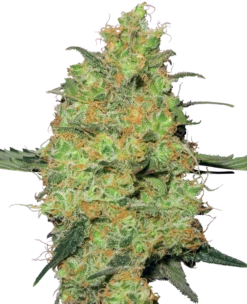 Master Kush - 10PACK - Regular - White Label