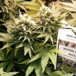 Masterkush - Feminised - Dutch Passion