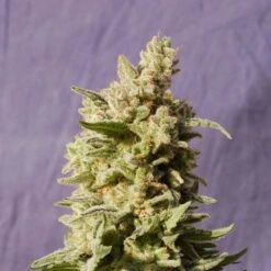 Mataró Blue - 5PACK - Feminised - Kannabia Seeds