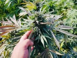 Mazar (Khasa Paz) - 15-pack - Regular - Baaba Qo -Uitgelichte Plantenzaadwinkel mazar khasa paz1 baabaqo