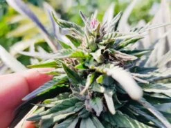 Mazar (Khasa Paz) - 15-pack - Regular - Baaba Qo -Uitgelichte Plantenzaadwinkel mazar khasa paz2 baabaqo