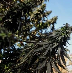 Mazar (Khasa Paz) - 15-pack - Regular - Baaba Qo -Uitgelichte Plantenzaadwinkel mazar khasa paz3 baabaqo