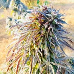 Mazar (Khasa Paz) - 15-pack - Regular - Baaba Qo -Uitgelichte Plantenzaadwinkel mazar khasa paz4 baabaqo