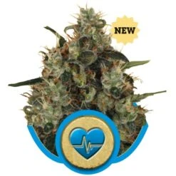 Medical Mass - Feminised - Royal Queen Seeds