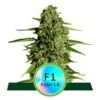 Medusa F1 Auto - 3-pack - Feminised - Royal Queen Seeds -Uitgelichte Plantenzaadwinkel medusa f1