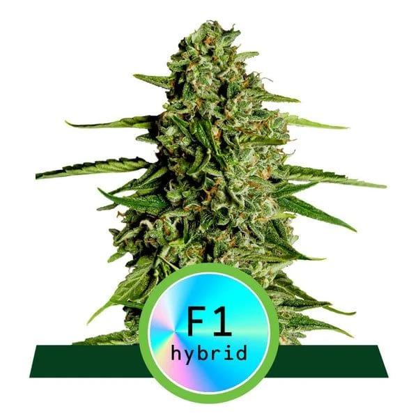 Medusa F1 Auto - 3-pack - Feminised - Royal Queen Seeds 3 Medusa F1 Auto - 3-pack - Feminised - Royal Queen Seeds