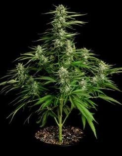 Medusa F1 Auto - 3-pack - Feminised - Royal Queen Seeds 7 Medusa F1 Auto - 3-pack - Feminised - Royal Queen Seeds -Uitgelichte Plantenzaadwinkel medusa f1 1