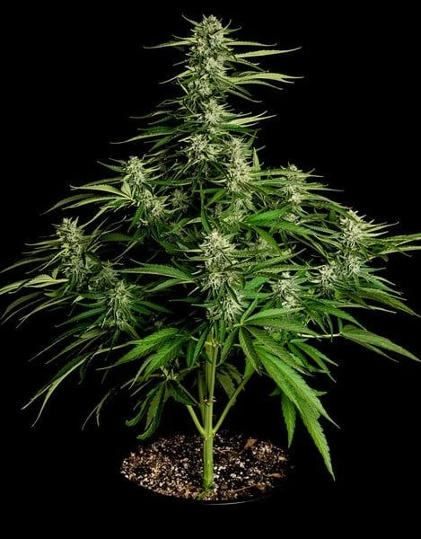 Medusa F1 Auto - 3-pack - Feminised - Royal Queen Seeds 4 Medusa F1 Auto - 3-pack - Feminised - Royal Queen Seeds - Afbeelding 2