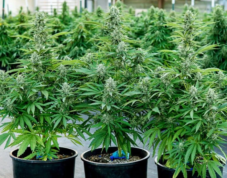 Medusa F1 Auto - 3-pack - Feminised - Royal Queen Seeds 5 Medusa F1 Auto - 3-pack - Feminised - Royal Queen Seeds - Afbeelding 3