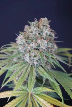 Melon Cheddar - 6-pack - Feminised - Karma Genetics