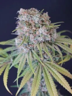 Melon Cheddar - 6-pack - Feminised - Karma Genetics -Uitgelichte Plantenzaadwinkel melon cheddar 22 scaled 1