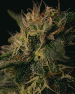 Melon Gum - 5-pack - Feminised - Pure Instinto Seeds -Uitgelichte Plantenzaadwinkel melon gum 2