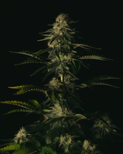 Melon Gum - 5-pack - Feminised - Pure Instinto Seeds -Uitgelichte Plantenzaadwinkel melon gum 5