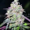 Mendocino Chanel Kush - 5-pack - Feminised - MedicalSeeds 1 Mendocino Chanel Kush - 5-pack - Feminised - MedicalSeeds -Uitgelichte Plantenzaadwinkel mendocino chanel kush