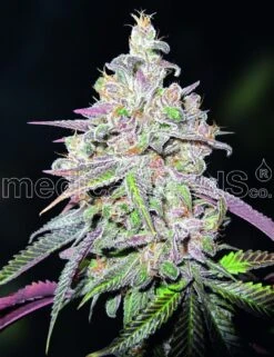 Mendocino Chanel Kush - 5-pack - Feminised - MedicalSeeds
