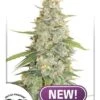Meringue - Feminised - Dutch Passion 2 Meringue - Feminised - Dutch Passion -Uitgelichte Plantenzaadwinkel meringue dutch passion new