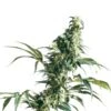 Mexican Sativa - Feminised - Sensi Seeds 1 Mexican Sativa - Feminised - Sensi Seeds -Uitgelichte Plantenzaadwinkel mexican sativa feminised xl
