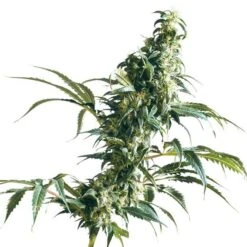 Mexican Sativa - Regular - Sensi Seeds