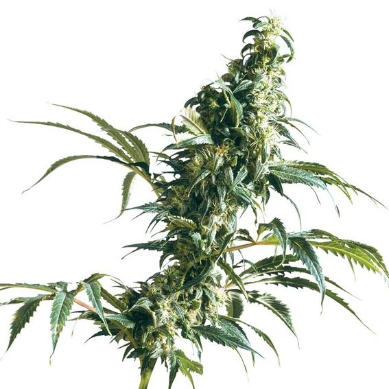 Mexican Sativa - Regular - Sensi Seeds 3 Mexican Sativa - Regular - Sensi Seeds
