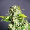 Mikromachine Auto - 5PACK - Feminised - Kannabia Seeds -Uitgelichte Plantenzaadwinkel micromachine auto
