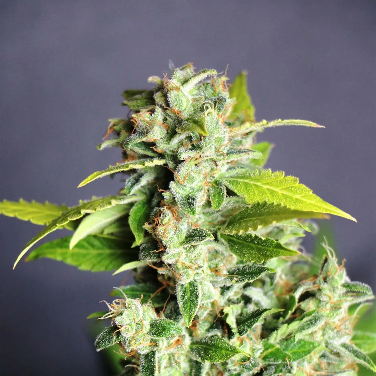 Mikromachine Auto - 5PACK - Feminised - Kannabia Seeds 3 Mikromachine Auto - 5PACK - Feminised - Kannabia Seeds