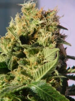 Mikromachine Auto - 5PACK - Feminised - Kannabia Seeds 5 Mikromachine Auto - 5PACK - Feminised - Kannabia Seeds -Uitgelichte Plantenzaadwinkel micromachine auto