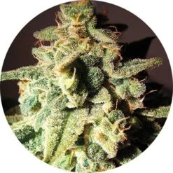 Micron Auto Tao - Regular - Top Tao Seeds