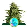 Milky Way F1 Auto - 3-pack - Feminised - Royal Queen Seeds -Uitgelichte Plantenzaadwinkel milky way f1