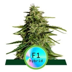 Milky Way F1 Auto - 3-pack - Feminised - Royal Queen Seeds