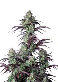 Mimosa Cake Auto - 5-pack - Feminised - Fast Buds Seeds