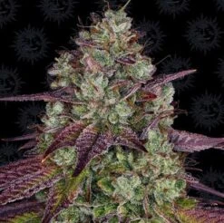 Mimosa Evo - 5-pack - Feminised - Barney's Farm