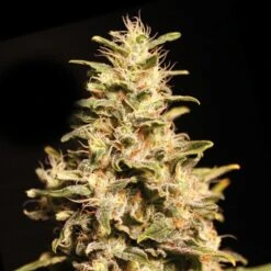 Missing In BCN - Feminised - Eva Seeds