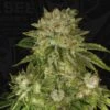 MK-Ultra - 5-pack - Feminised - T.H.Seeds 2 MK-Ultra - 5-pack - Feminised - T.H.Seeds -Uitgelichte Plantenzaadwinkel mk ultra kush