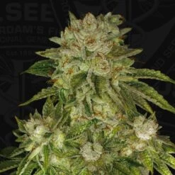 MK-Ultra - 5-pack - Feminised - T.H.Seeds
