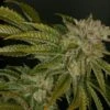 Mk Ultra - 5PACK - Regular - T.H.Seeds -Uitgelichte Plantenzaadwinkel mk cal