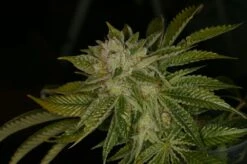 Mk Ultra - 5PACK - Regular - T.H.Seeds -Uitgelichte Plantenzaadwinkel mk jason king