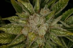 Mk Ultra - 5PACK - Regular - T.H.Seeds -Uitgelichte Plantenzaadwinkel mk ultra thseeds