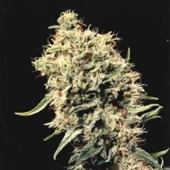 Medicine Man - Regular - Mr. Nice Seedbank -Uitgelichte Plantenzaadwinkel mm 1